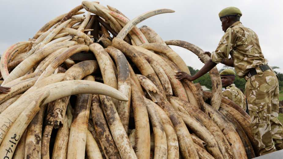 Ubijen američki istražitelj ilegalne prodaje slonovače 1