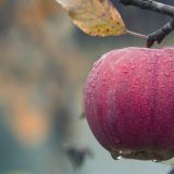 Svake godine Srbija gubi do 60 miliona dolara zbog prolećnih mrazeva: Prof. Zoran Keserović govori za Danas kako voće da opstane usled promene klime 5