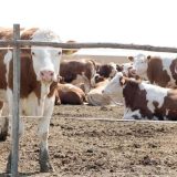 Proizvođači upozoravaju: Mleka neće biti, krava sve manje, stočni fond nestaje 13