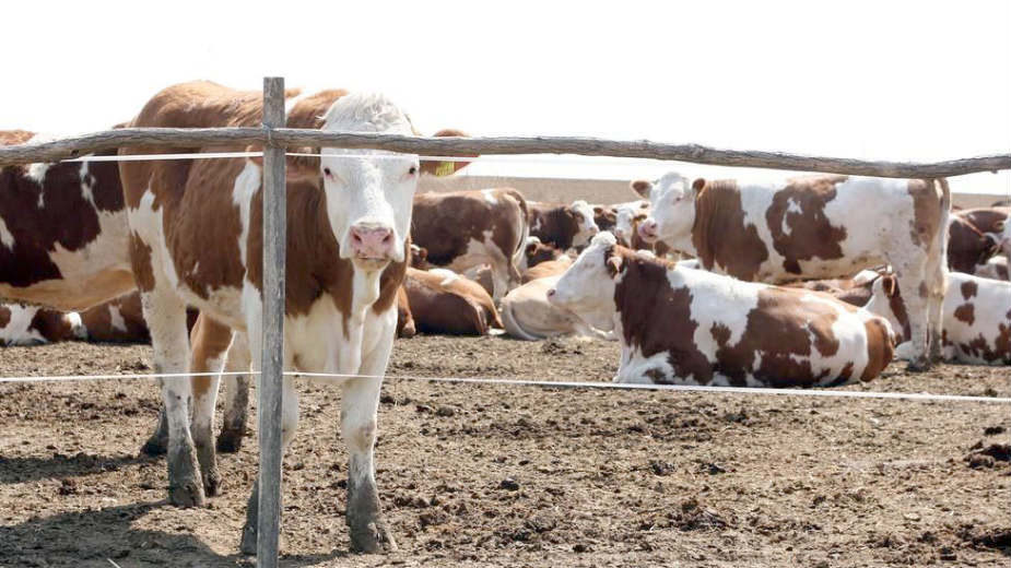 Proizvođači upozoravaju: Mleka neće biti, krava sve manje, stočni fond nestaje 1