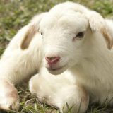 Naučnici stvorili hibrid ovce i čoveka 9