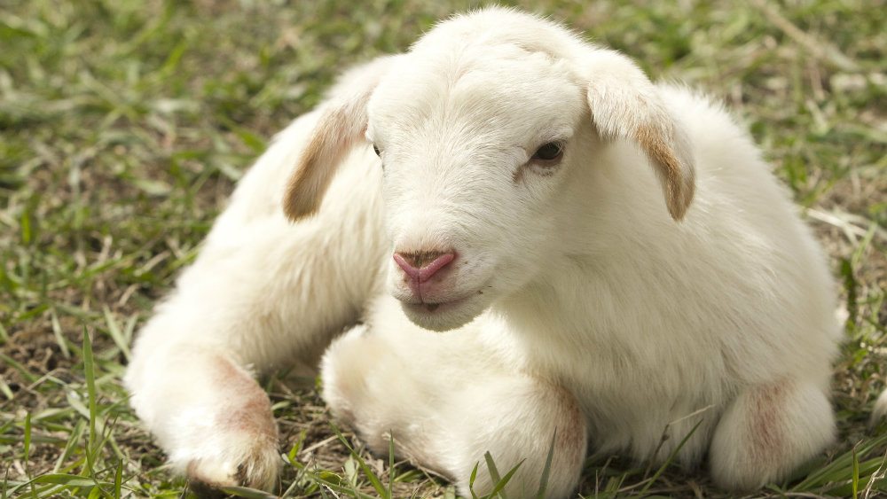 Naučnici stvorili hibrid ovce i čoveka 1