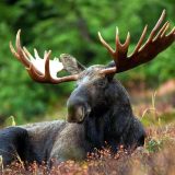 Los oborio helikopter u Juti 4