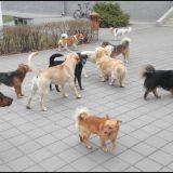 Besplatno šišanje napuštenih pasa u nedelju 3