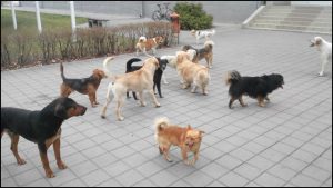 Vranjanci muku muče s psima lutalicama: Dok nadležni nemaju rešenje, jedna Vranjanka preuzela brigu o životinjama 2 Vranjanci muku muče s psima lutalicama: Dok nadležni nemaju rešenje, jedna Vranjanka preuzela brigu o životinjama 2