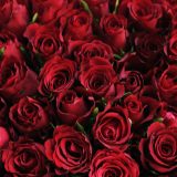 Polovina ruža u Evropi iz Kenije 3