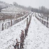 Najviše interesovanja i para za višegodišnje zasade 9