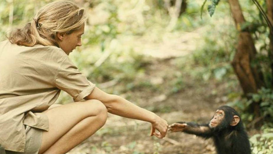 Džejn Godal i snovi o džungli 1