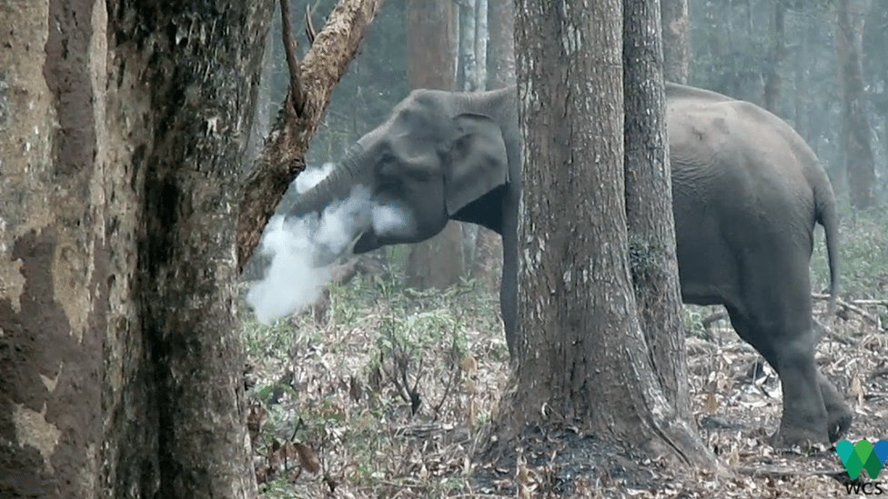 Slon koji puši