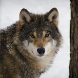 Kako je vuk postao pas? 4