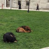 Istanbul: Raj za ulične životinje na Bosforu 8