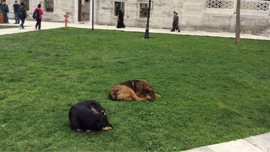 Istanbul: Raj za ulične životinje na Bosforu 1 Istanbul: Raj za ulične životinje na Bosforu 1