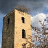 Drvo na vodotornju u Inđiji 6