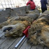 Gmizavci, ptice i krupni sisari najčešće krijumčareni u Srbiji 4