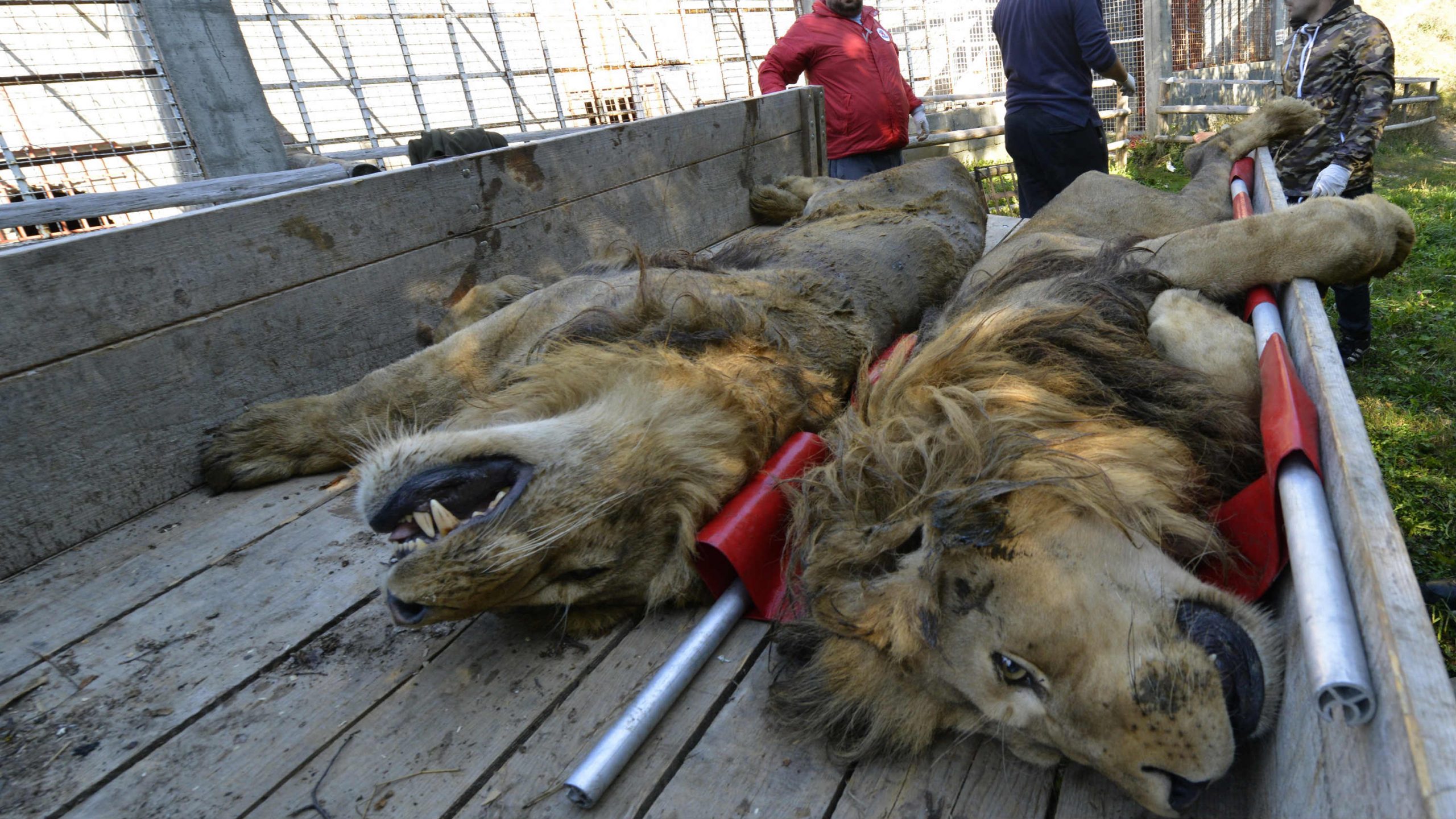 Gmizavci, ptice i krupni sisari najčešće krijumčareni u Srbiji 1