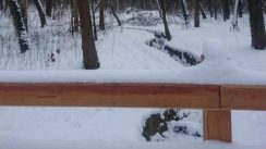 Bajfordova šuma: Prirodni raj u Beogradu 2