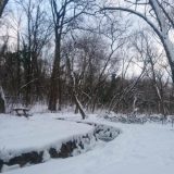 Bajfordova šuma: Prirodni raj u Beogradu 11