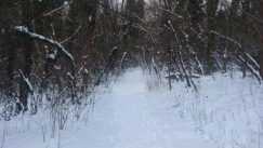 Bajfordova šuma: Prirodni raj u Beogradu 3