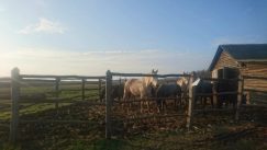 Bojčinska šuma između uživanja i borbe za slobodu 5