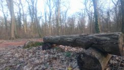 Bojčinska šuma između uživanja i borbe za slobodu 4