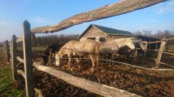 Bojčinska šuma između uživanja i borbe za slobodu 2