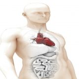 Novi ljudski organ? 1