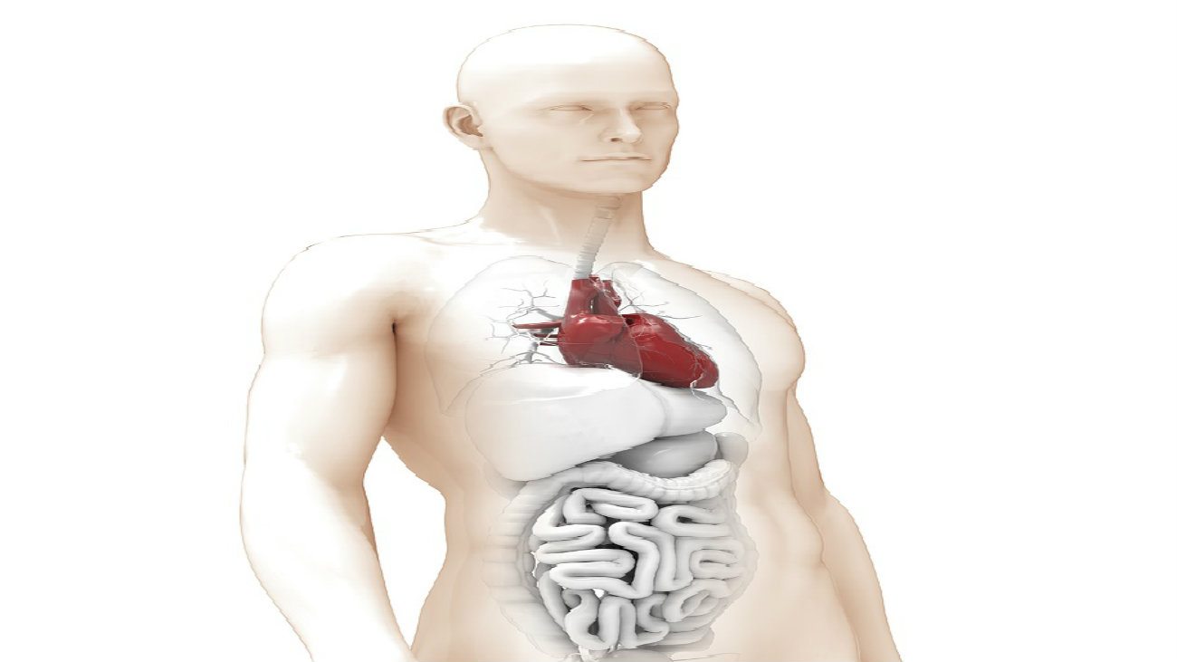 Novi ljudski organ? 1