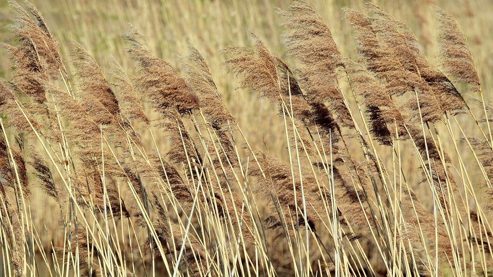 Pravo prolećno vreme, ali RHMZ poziva na oprez 1