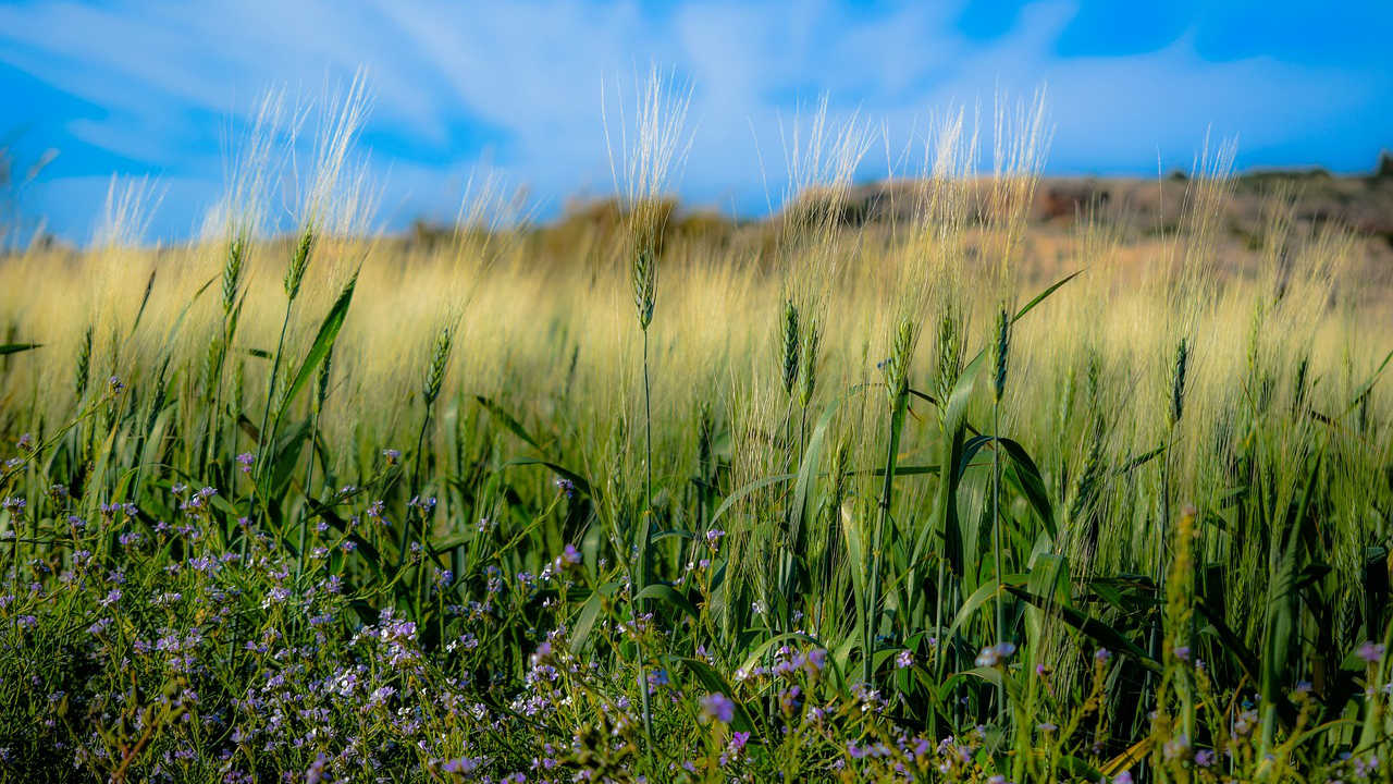 GIZ: Poljoprivrednicima besplatan softver 1