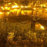 Uhapšeni državljani Srbije u Španiji zbog marihuane 9