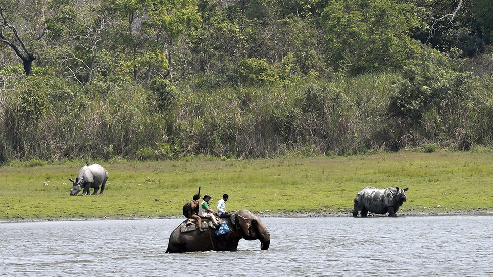 Popisivači nosoroga na slonovima