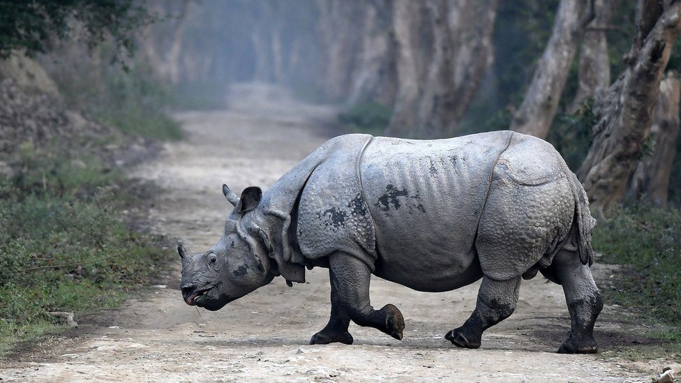 Indijski veliki nosorog, Nacionalni park Kaziranga, Indija, mart 2018.godine