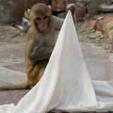 Indijska policija traga za majmunom koji je ukrao bebu iz kuće 4