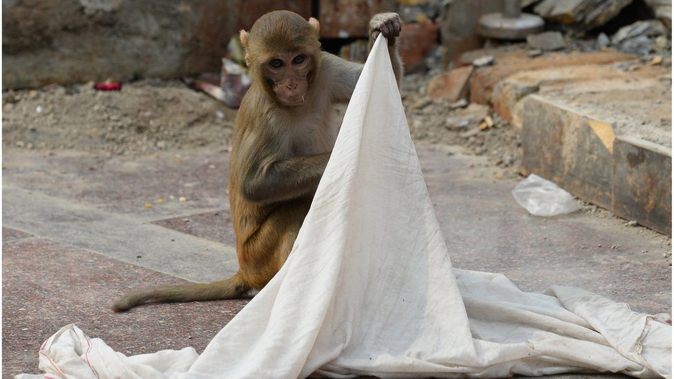 Majmun u Indiji