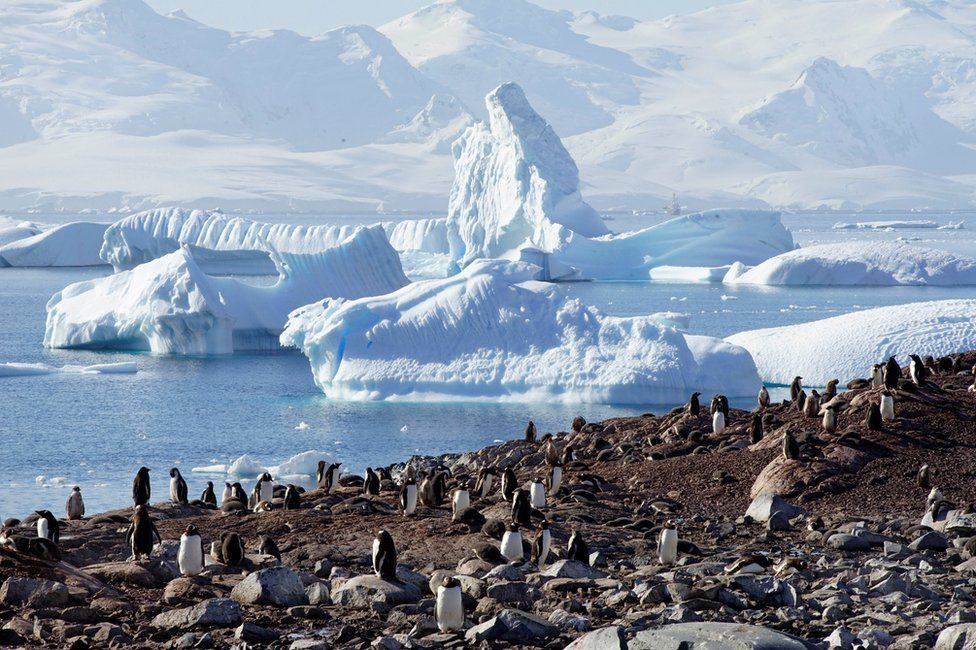 Velika grupa pingvina na plaži