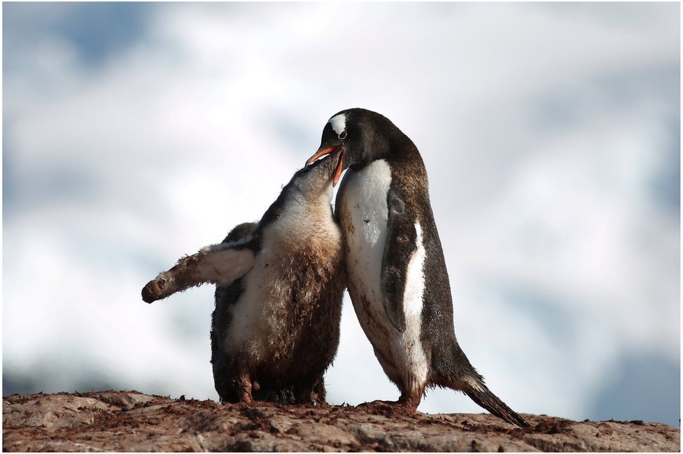 Pingvin hrani bebu pingvina gurajući mu hranu u usta