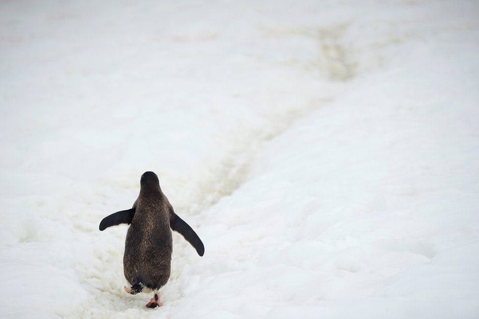 Pingvin hoda po ledu