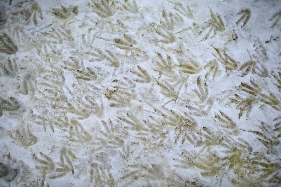 Otisci pingvina u snegu i ledu