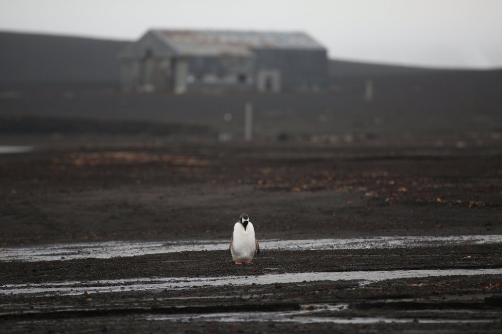 Usamljeni pingvin hoda po plaži a napuštena drvena zgrada u pozadini