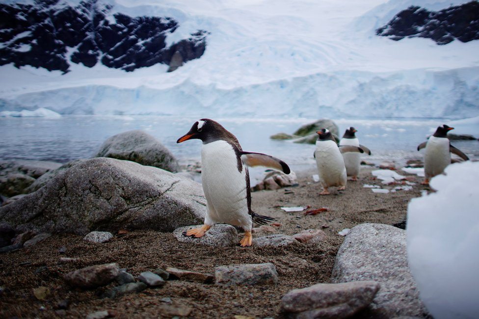 Pingvini u šetnji po plaži