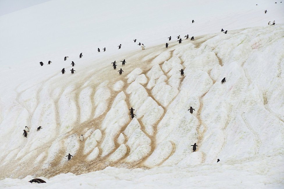 Pingvini hodaju po ledu