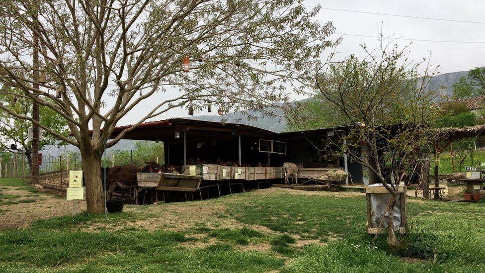Magarci na farmi u Martinićima, 16. april 2018.