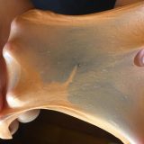 Kako napraviti ljigavca kod kuće? 14