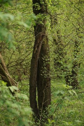 Avala: Avalit neznanom junaku 7