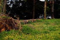 Avala: Avalit neznanom junaku 8