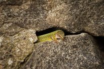 Avala: Avalit neznanom junaku 9