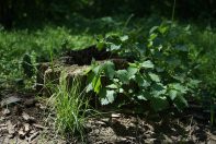 DSC06733 Zvezdarska šuma: Zagađuju mesto u kojem uživaju 7