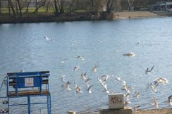 Ada Ciganlija: More na Savi 8