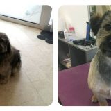 Besplatno šišanje napuštenih pasa danas 14