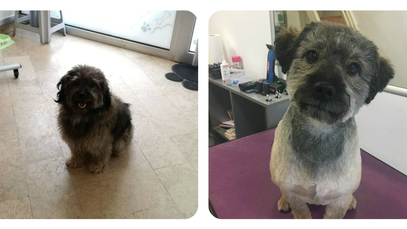 Besplatno šišanje napuštenih pasa danas 1